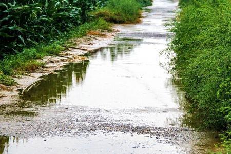 下暴雨小麦泡水了咋办