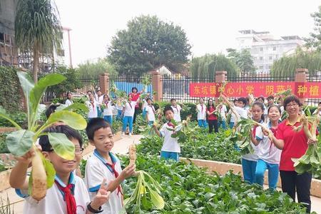 小学文化能学蔬菜种植吗