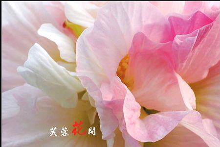 芙蓉花开什么意思