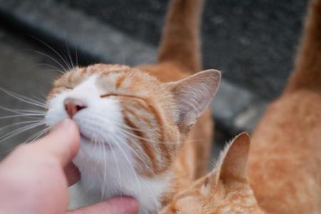 人们把猫咪叫什么人