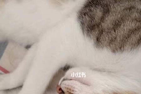 母猫跟小猫分开会难过吗