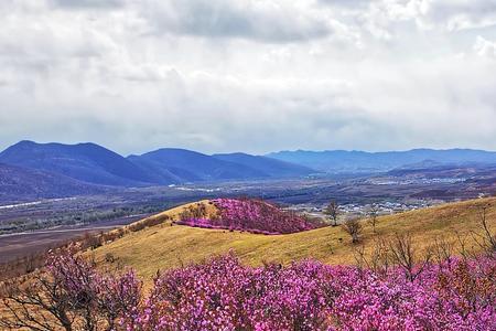 万山红花什么样