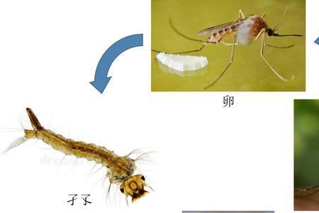 31楼蚊子从哪来