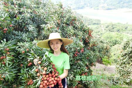 妃子笑荔枝密植间距