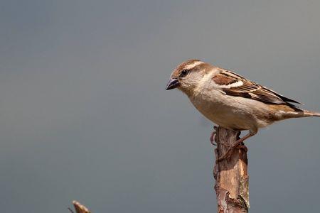 山麻雀和麻雀有什么区别