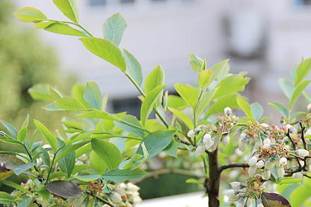 自花授粉果树排名