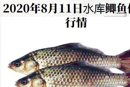 一斤的鲫鱼每天吃多少饲料