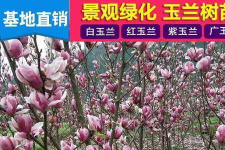 玉兰花和什么可以嫁接