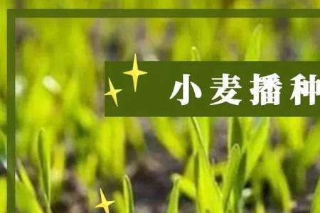 小麦苗弱能打多效唑吗