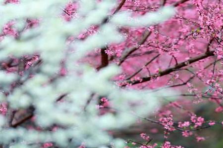 桃花之年是指多少岁