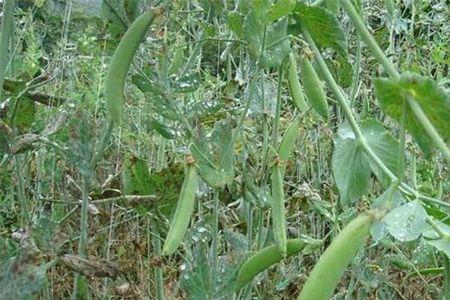 上海豌豆种植时间和方法