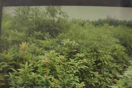 金丝楠木湖北武汉能种植吗