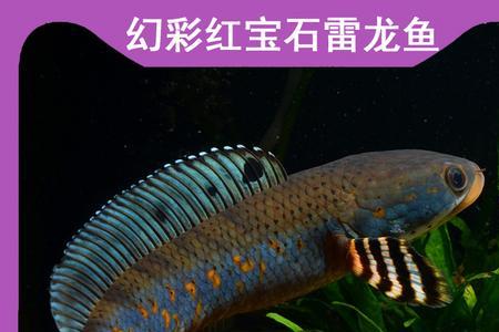 幻彩红宝石雷龙用什么底砂