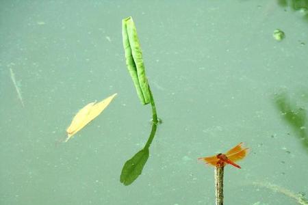 水蜻蜓会飞吗