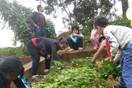 学校种植园可以种什么好