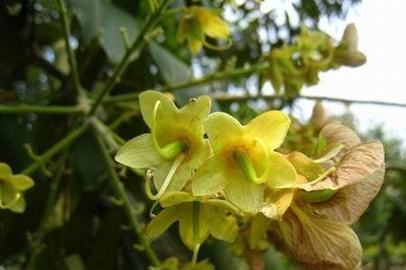 花榈木多少年开花结果