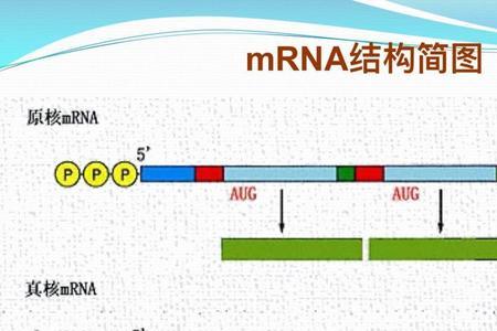 trna能单独构成生命系统吗