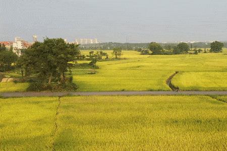 惊天动地中的田野的原型