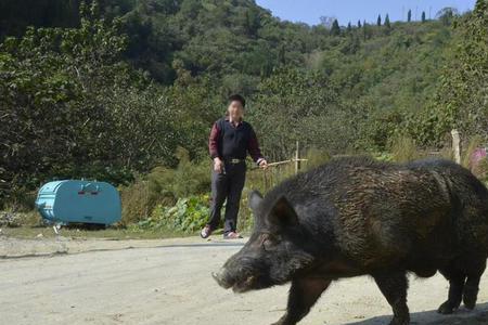 打死野猪判刑标准