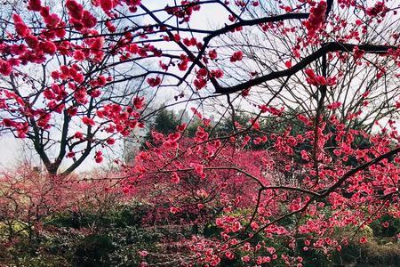 春风无地不开花什么意思