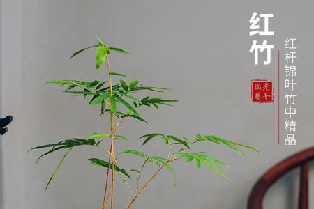 红寒竹紫寒竹能在一个盆养殖吗