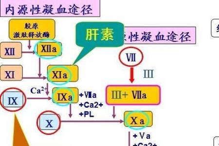 内源性是什么意思