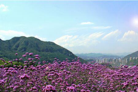 黔北花海最佳花期