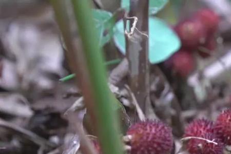 野生春砂仁与种植的区别