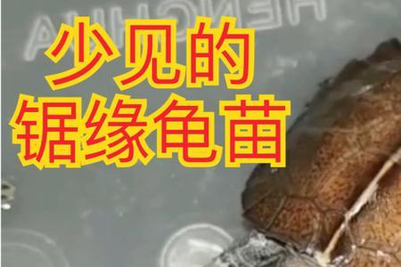 锯缘龟什么颜色眼睛好