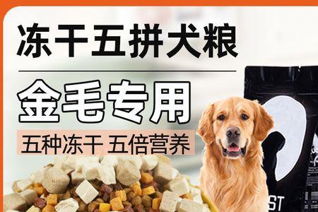 南山犬怎么拼