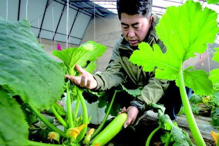 茭瓜种植技术利润