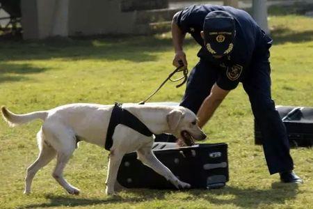 拉布拉多能当军犬吗