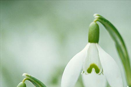 克里米亚雪花莲花期