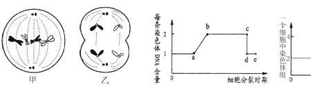 细胞分裂分为多少个周期