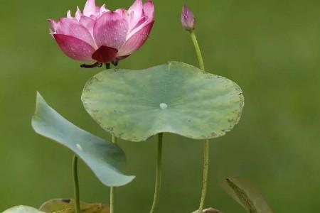 盒栽荷花水面出绿油处理方法