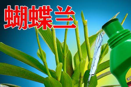 3月蝴蝶兰花剑还可以正常开花吗