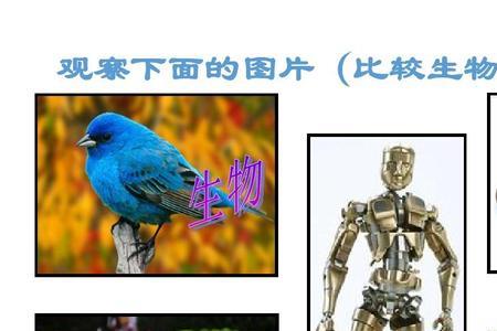 生物的四大特征是什么