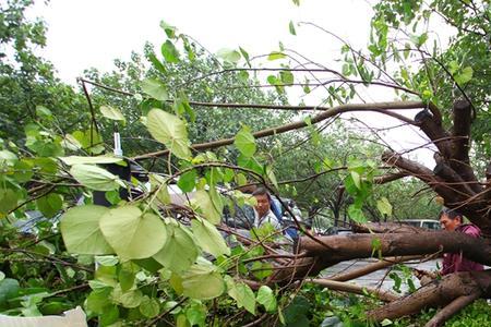 大热天突然下暴雨树会死吗