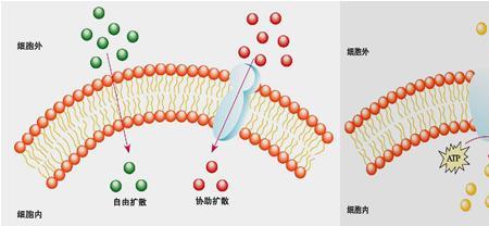 协助扩散的原理