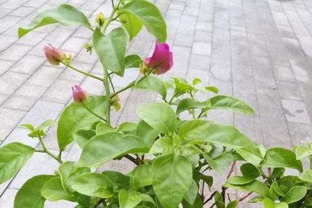 花没有开什么意思