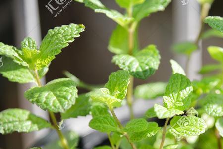 薄荷种植技术及亩收益