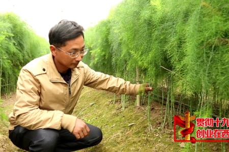 湖北省种植芦笋的季节