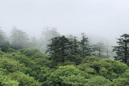 植被丰茂是什么意思