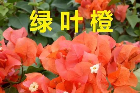 比芭三角梅是勤花吗