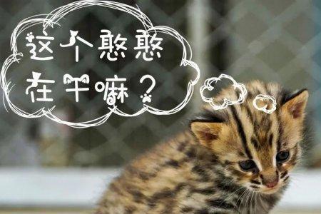 家猫吃了保护动物犯法嘛