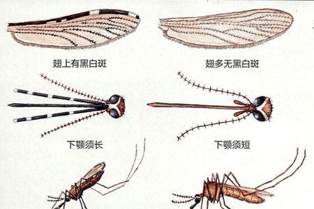 蚊子的起源和由来