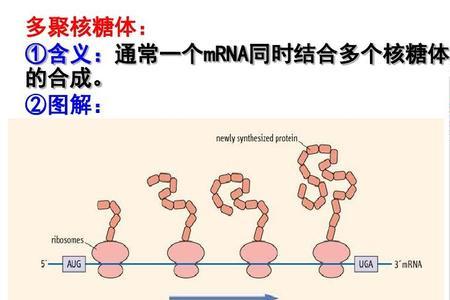 核糖是不是结构物质