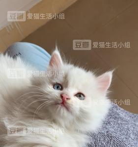 异瞳狮子猫怎么看品相