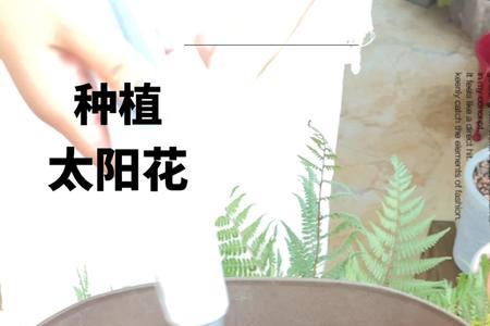 种子在太阳下的种植方法