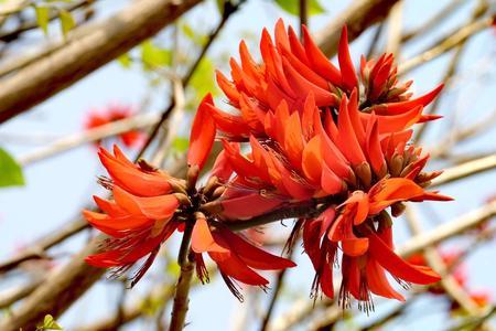 刺桐花什么颜色